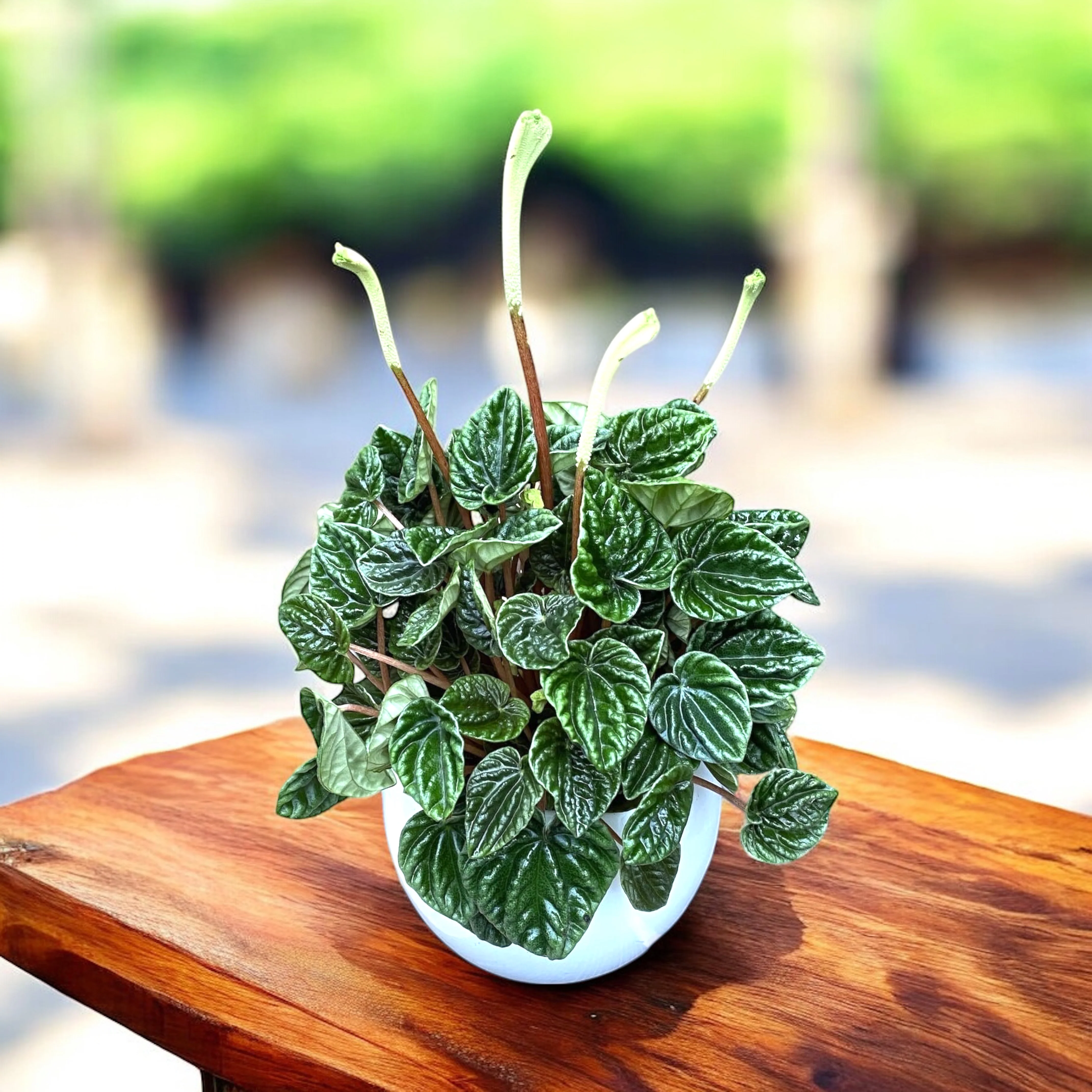 Peperomia caperata 'Lilian’