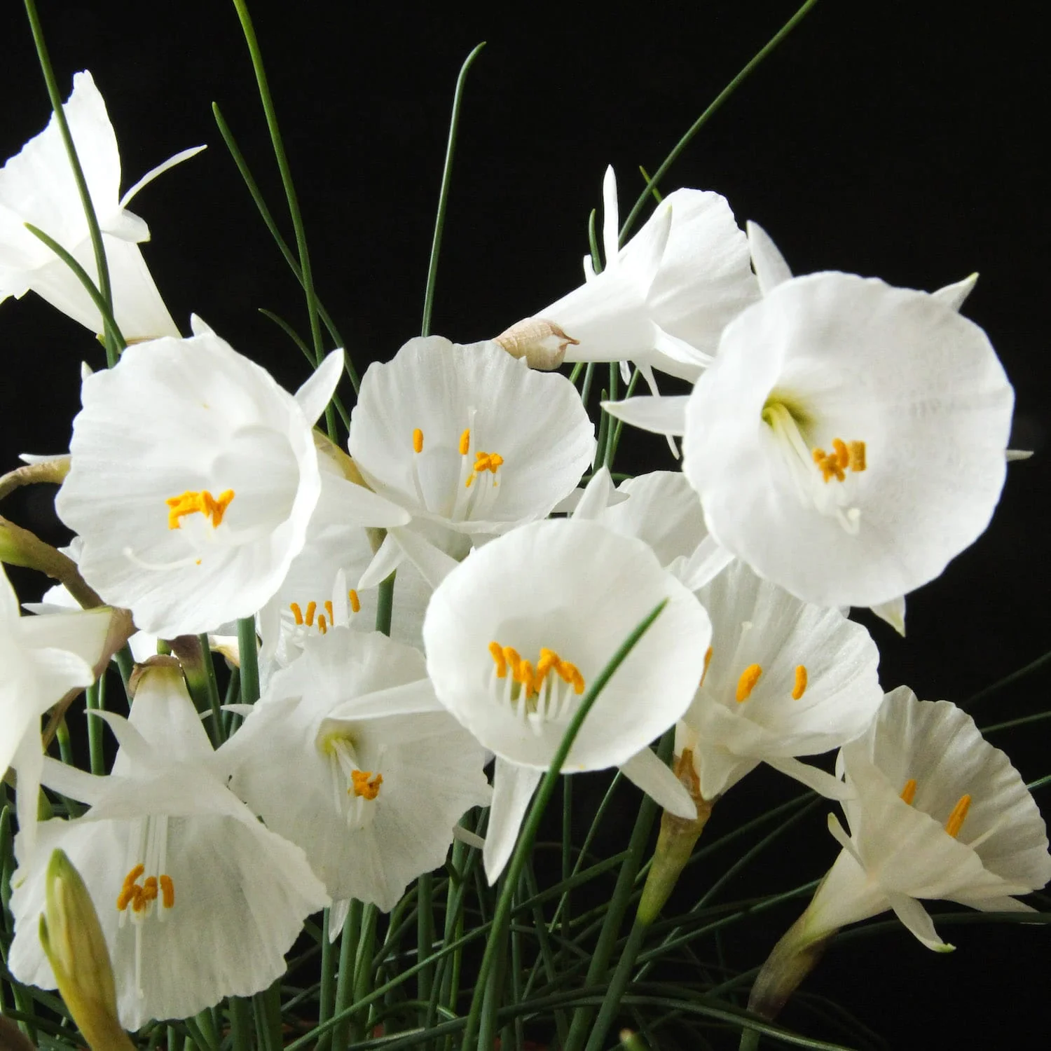 Narcise miniaturale speciale – Narcissus 'White Petticoat’