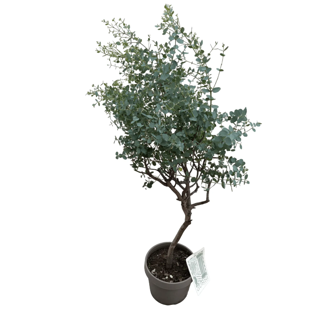 Eucalipt cu tulpina formata H130 – Eucalyptus gunnii