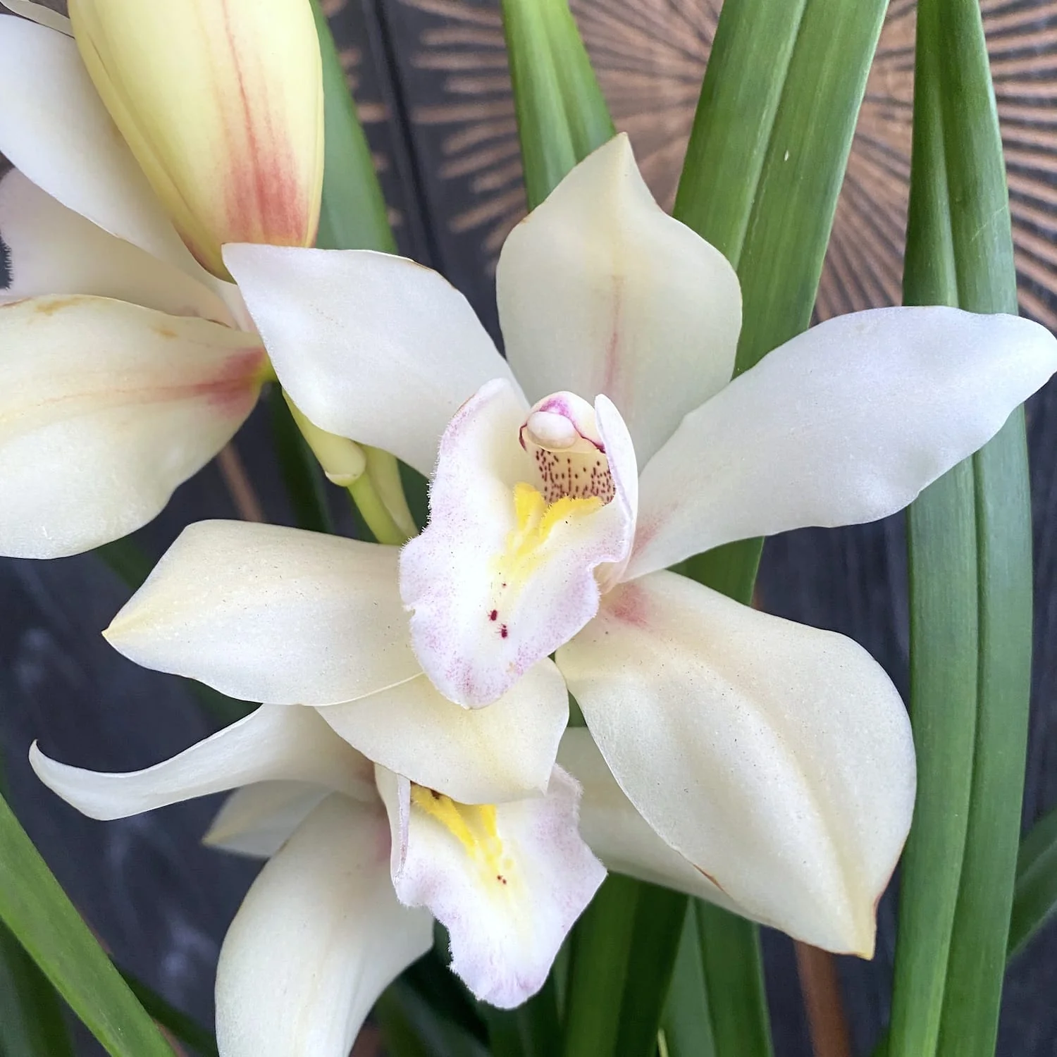 Cymbidium Isp