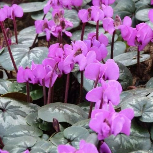 Cyclamen coum 'Cyberia Dark Rose’ (Persian Violet) de gradina