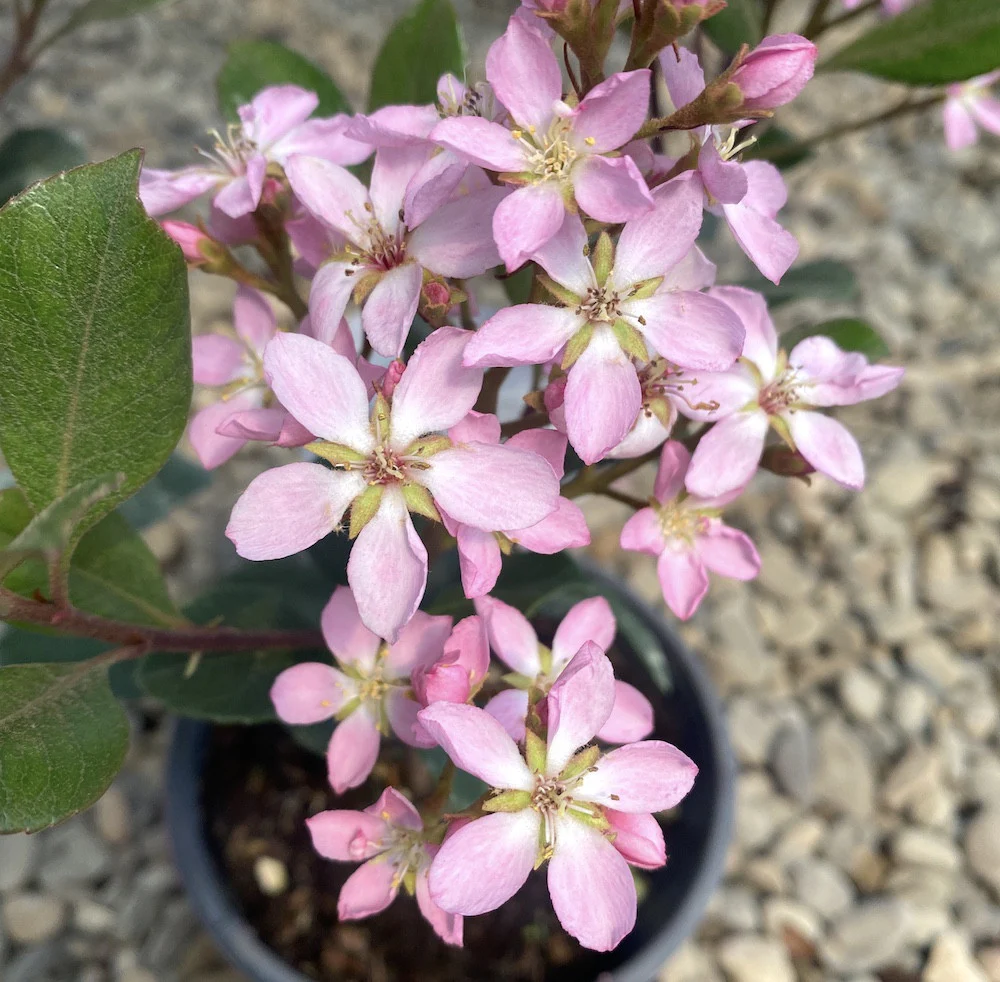 Rhaphiolepis indica bush pink – parfumat, de gradina