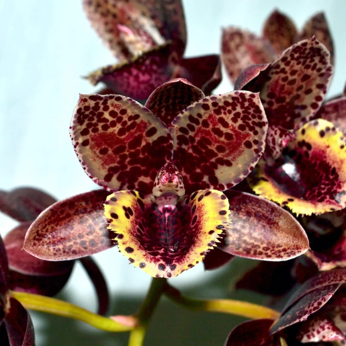 Fredclarkeara After Dark 'Sunset Valley Orchids’ FCC/AOS