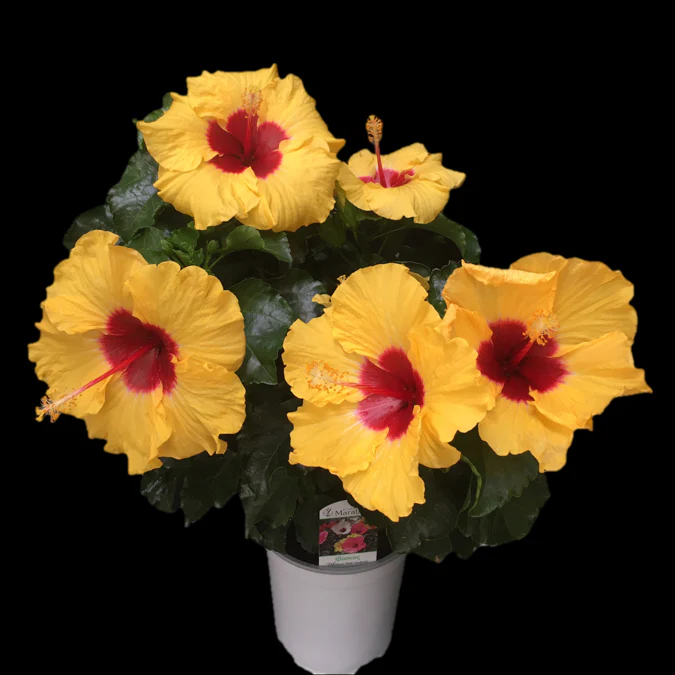 Hibiscus rosa-sinensis ‘Boreas Yellow’ – flori tropicale mari (2 plante/ghiveci)