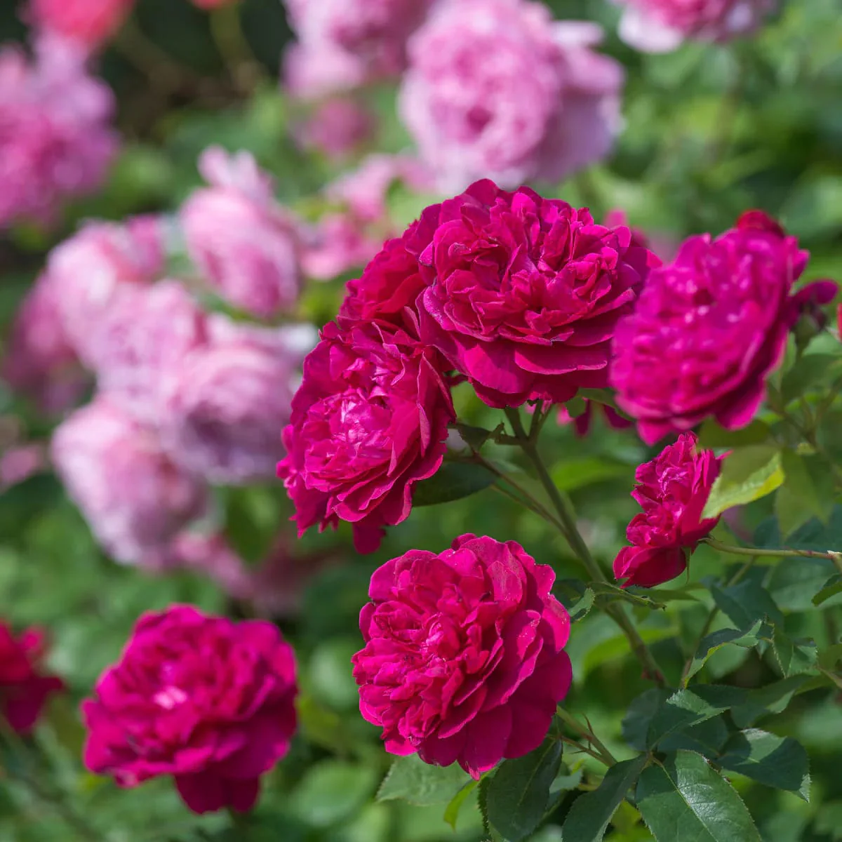 Rosa ‘Darcey Bussell’® – Trandafir englezesc, David Austin
