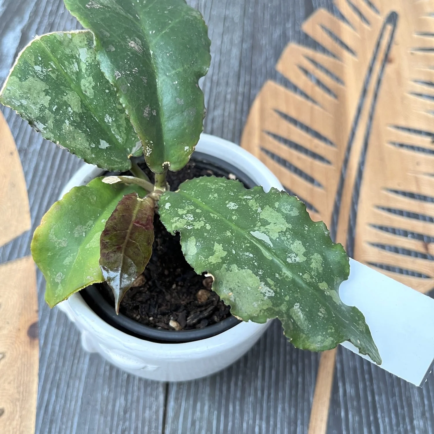 Hoya undulata – exemplarul din poze