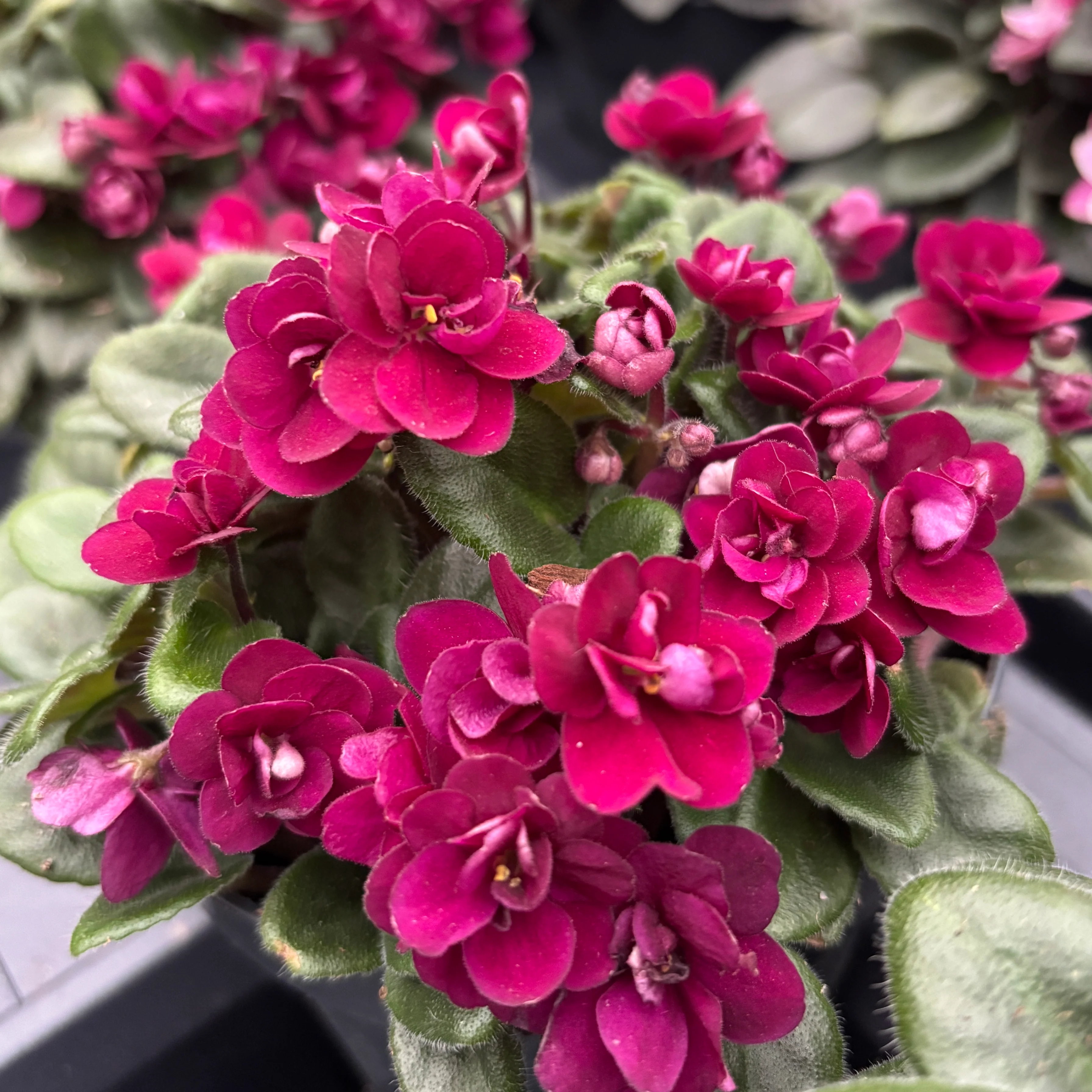 Saintpaulia Mini Red – violete speciale