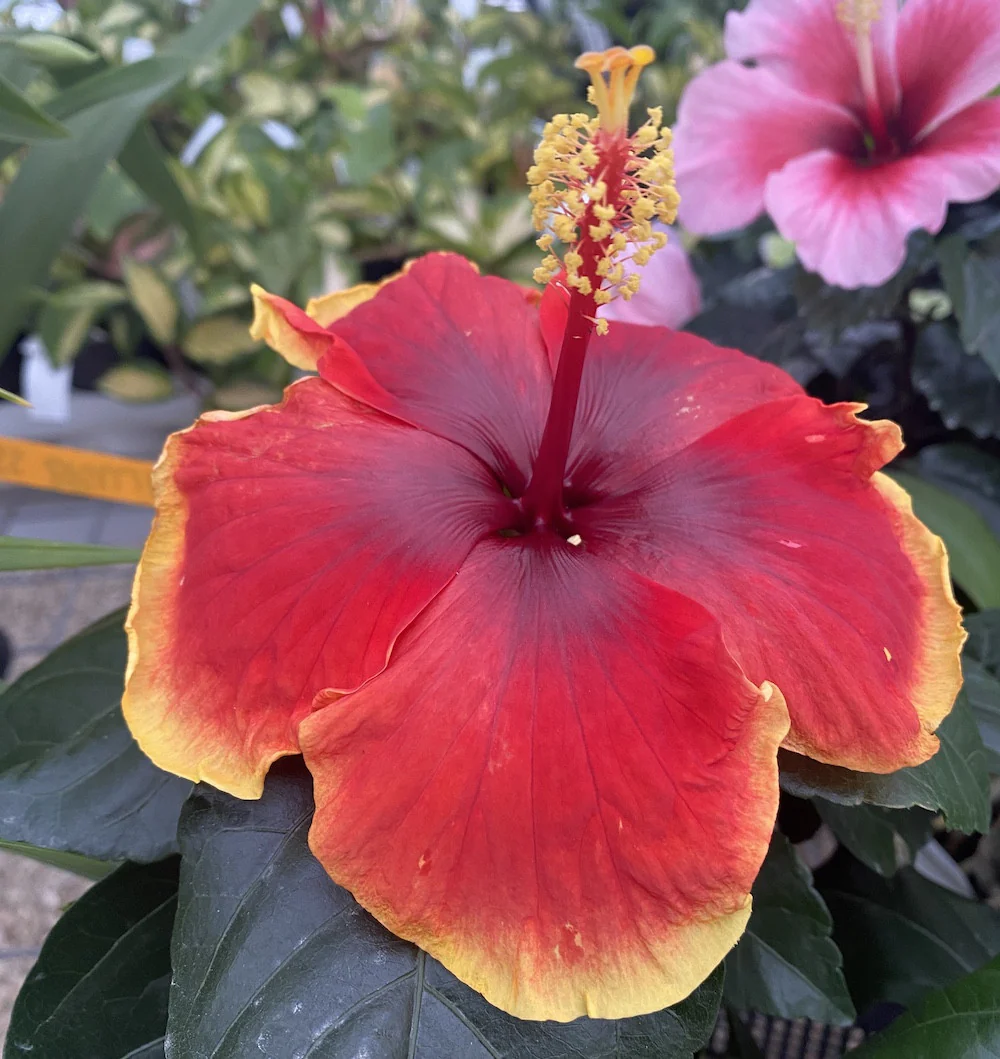 Hibiscus Hawaii 'Long Life’ Red Fire