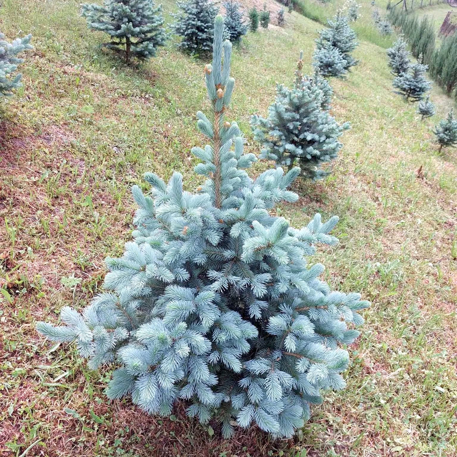 Brad argintiu in ghiveci – Picea pungens 'Super Blue’ 105-115 cm