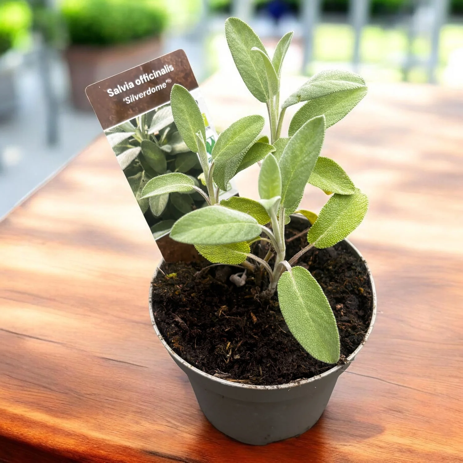 Salvia officinalis ‘Silverdome’ – salvie argintie cu aroma intensa (cultura biologica)