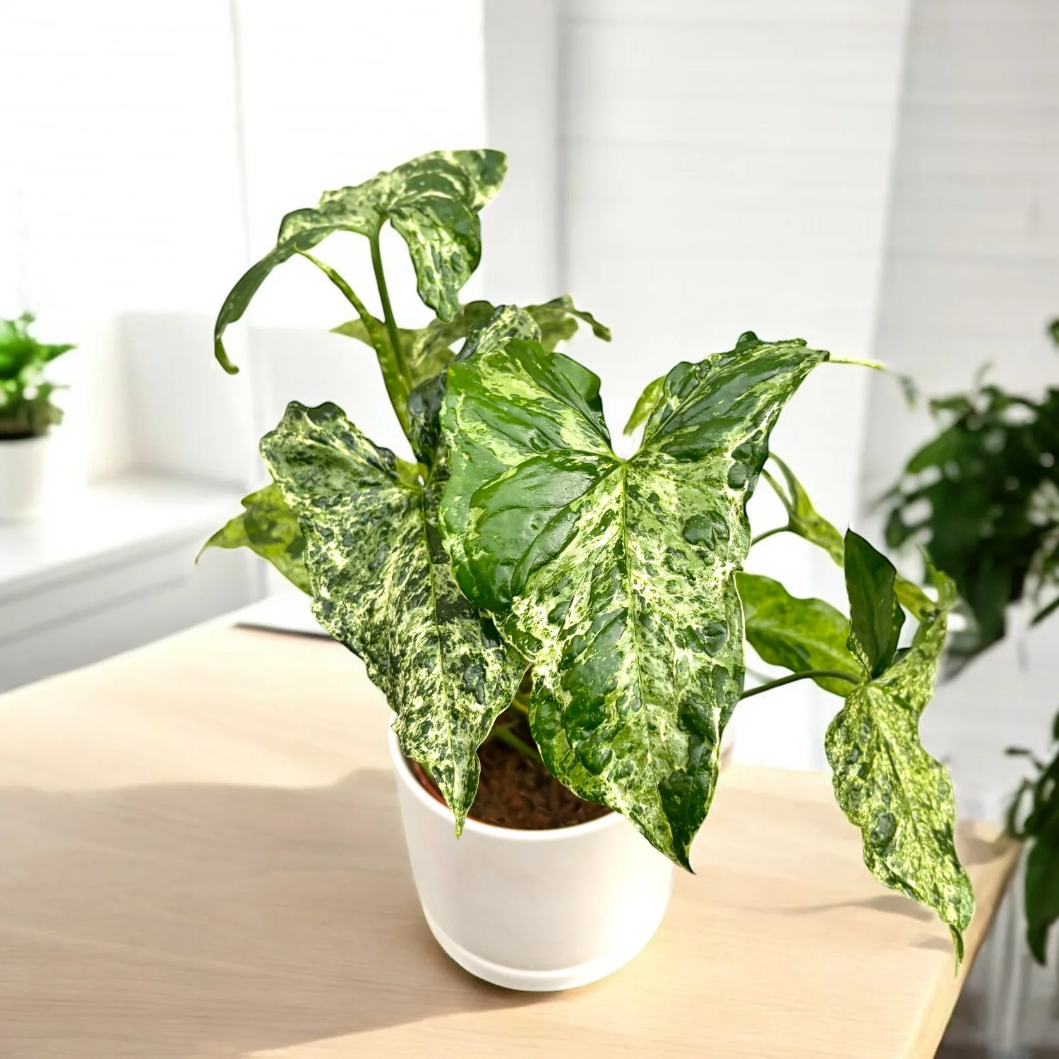 Syngonium podophyllum Mottled 'Mojito’