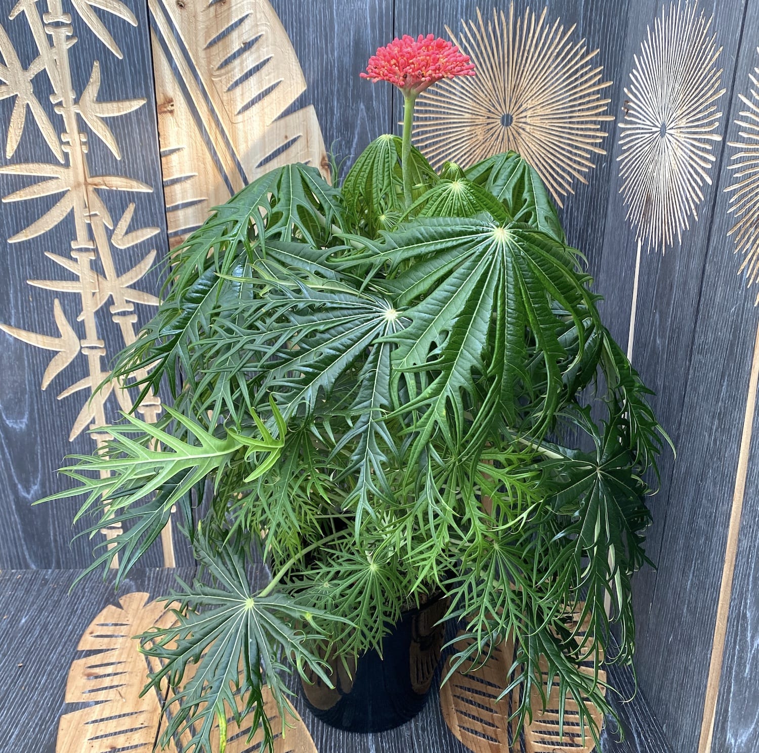 Jatropha multifida (the coral plant)