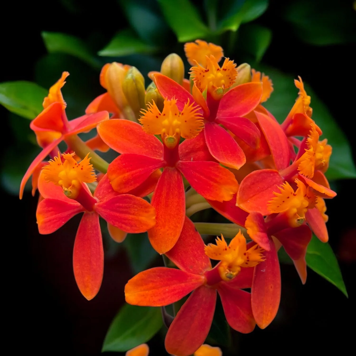Epidendrum radicans ‘Orange’ XL