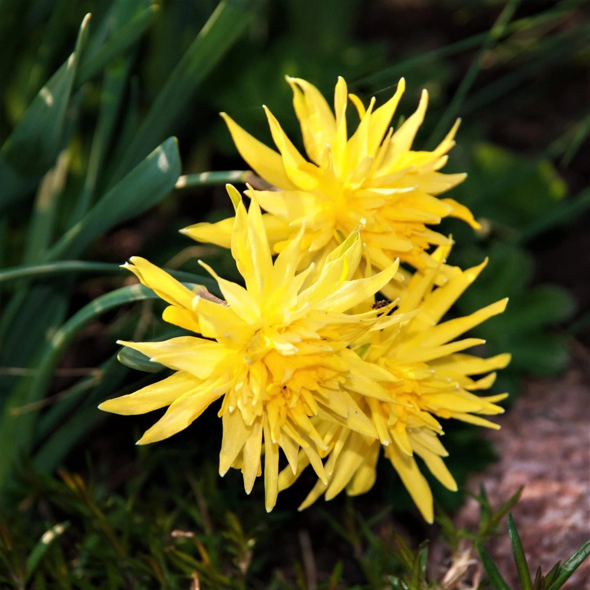 Narcise cu flori duble – Narcissus 'Rip of Winkle’