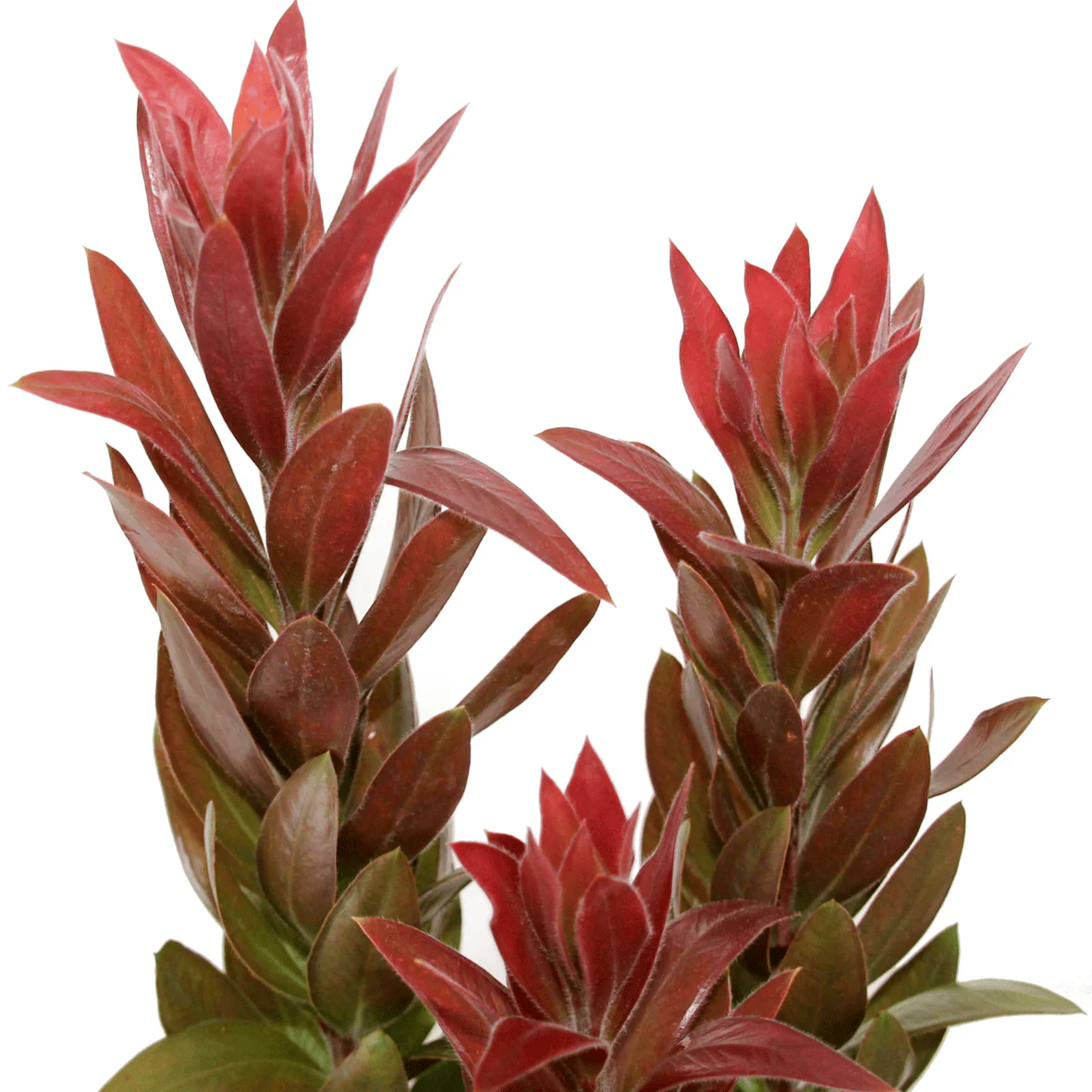 Callistemon laevis 'Red Rocket’