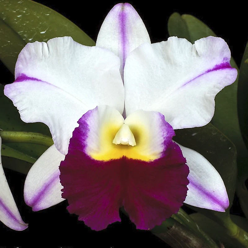 Orhidee Rlc. Memoria Anna Balmores 'Convex’ – parfumata