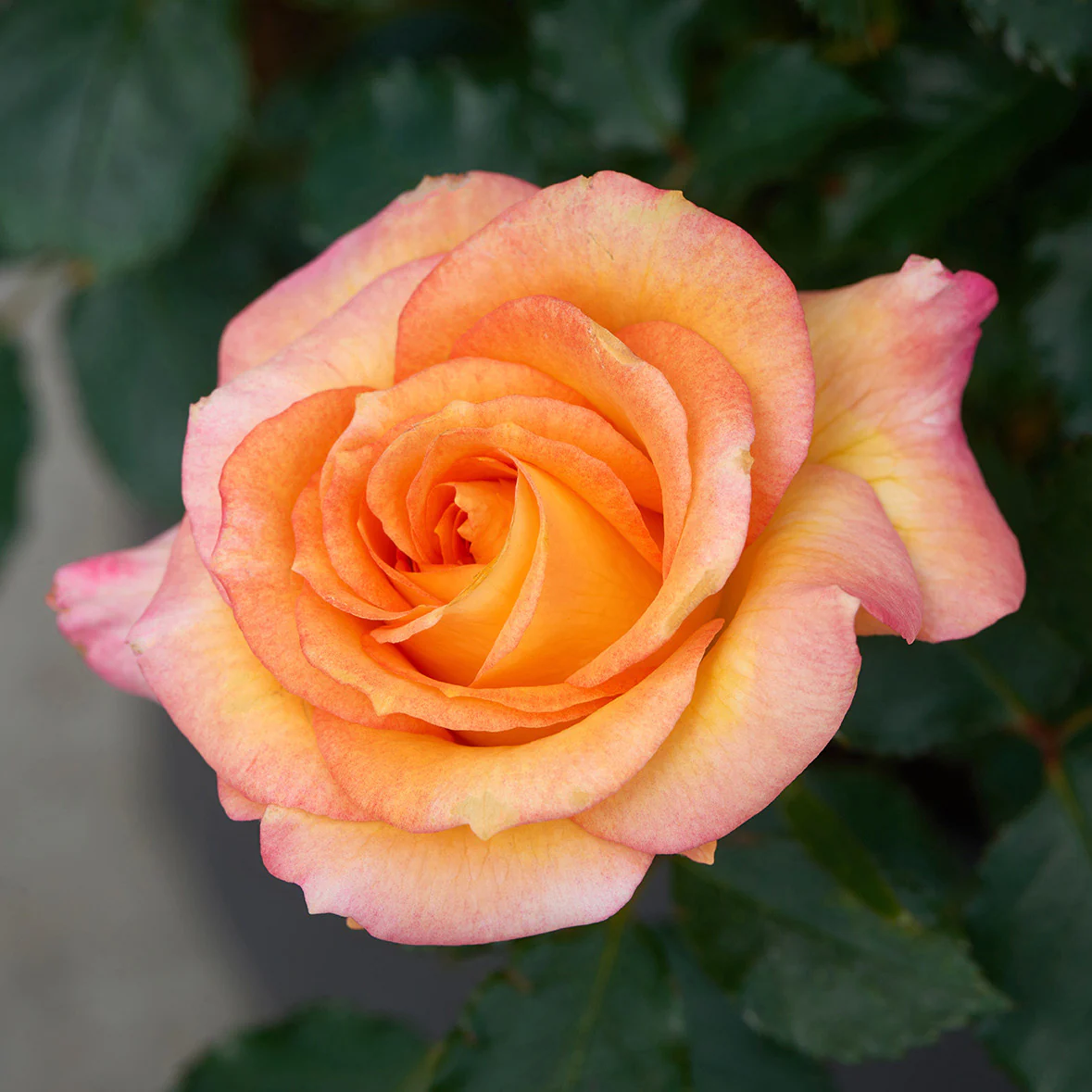 Rosa ‘Nolina’® – Trandafir floribunda, parfumat
