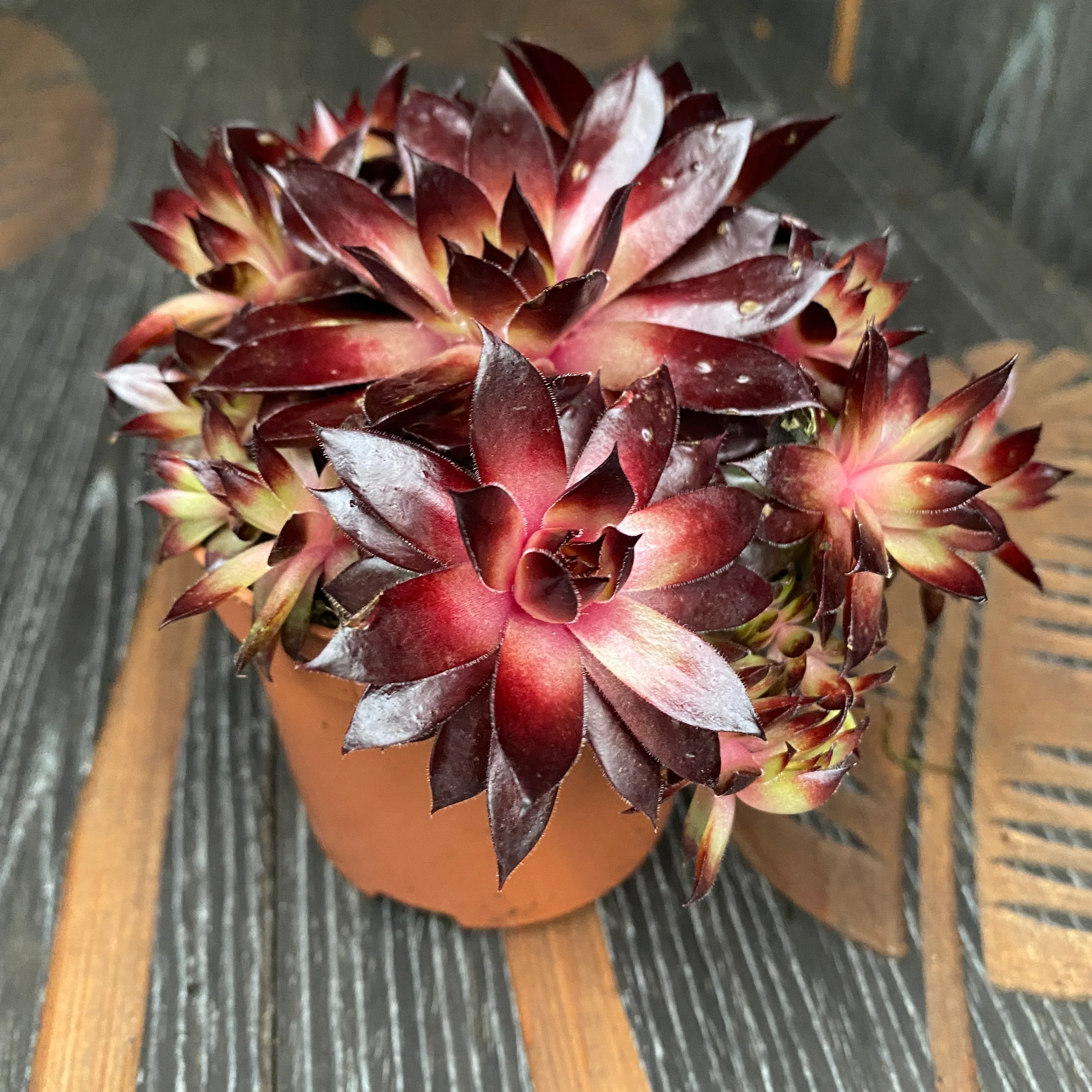 Sempervivum 'Riga Dark’ (planta urechelnita)