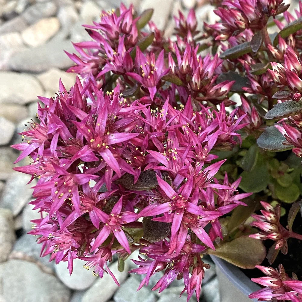 Sedum spectabile 'Septemberglut’ (fara flori)