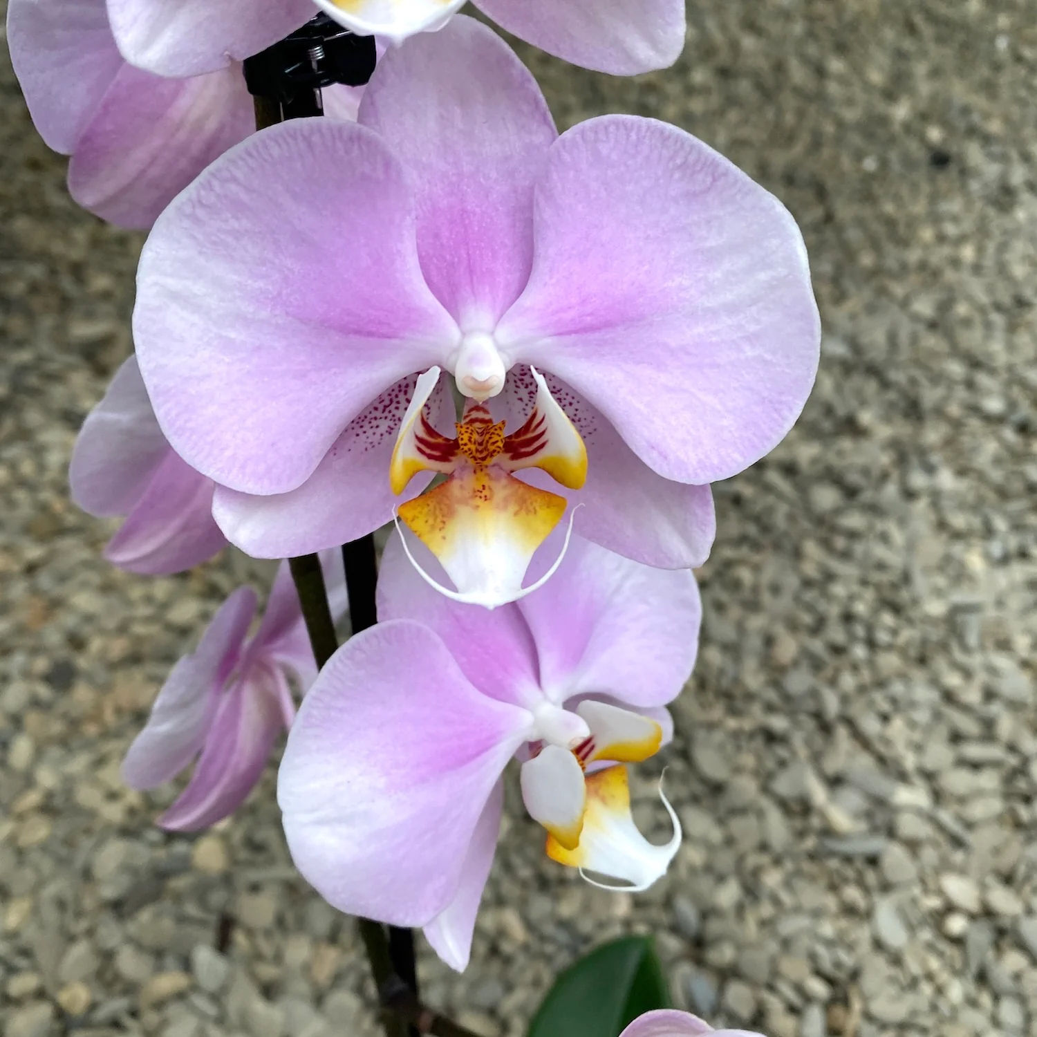 Phalaenopsis Lark Song