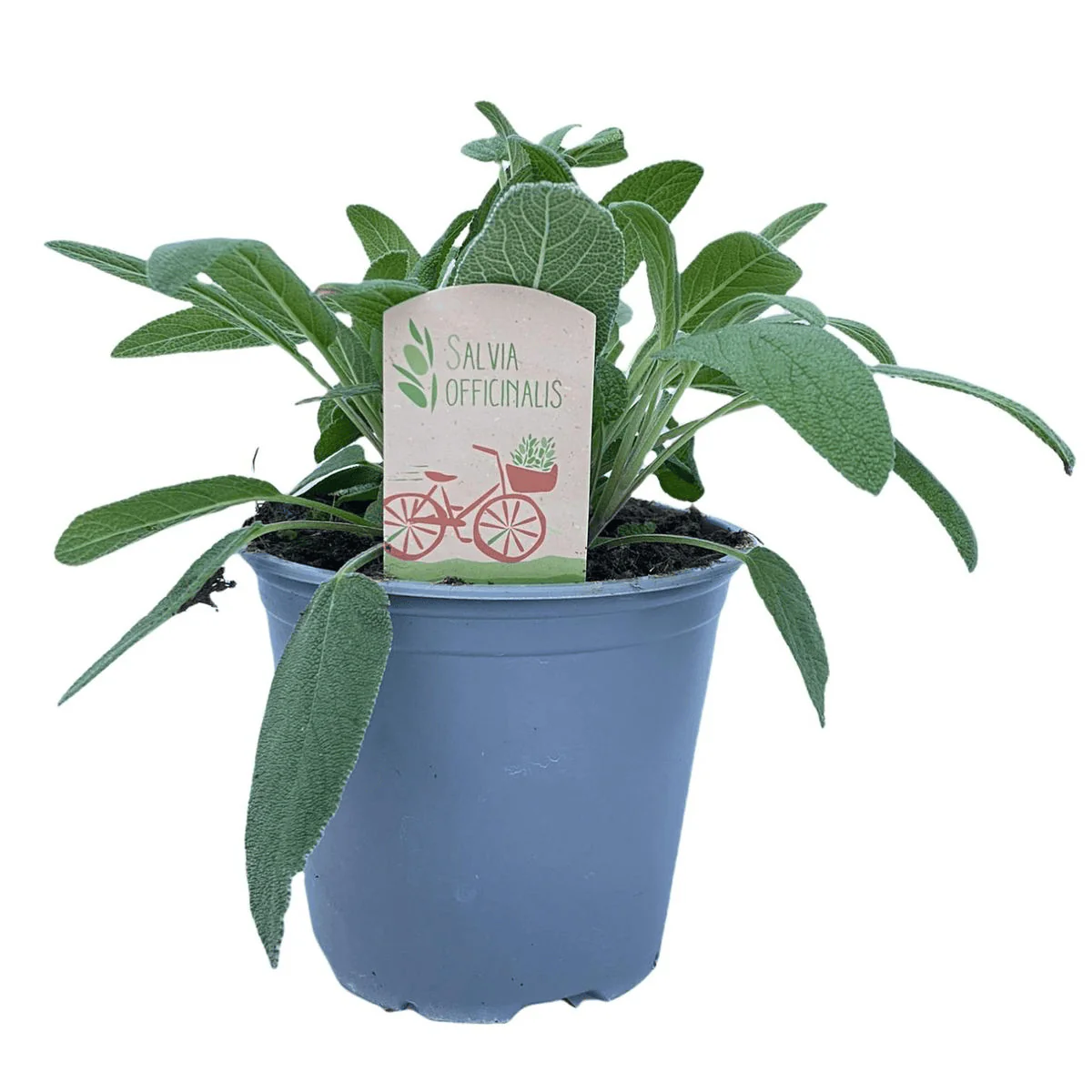 Salvie – Salvia officinalis