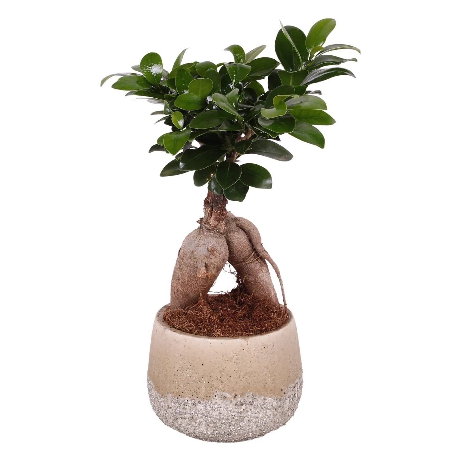 Bonsai – Ficus Microcarpa Ginseng H25 cm ( vas deco inclus)