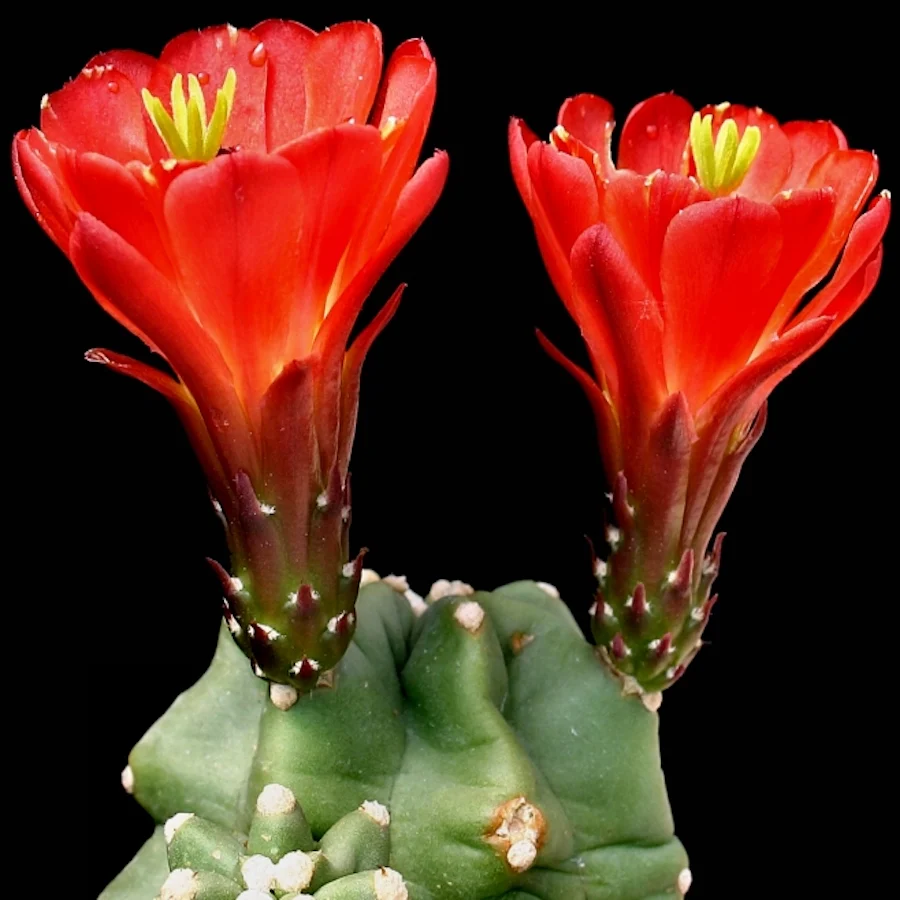 Echinocereus triglochidiatus subsp. mojavensis ‘Inermis’ – cactus rar, aproape fara spini