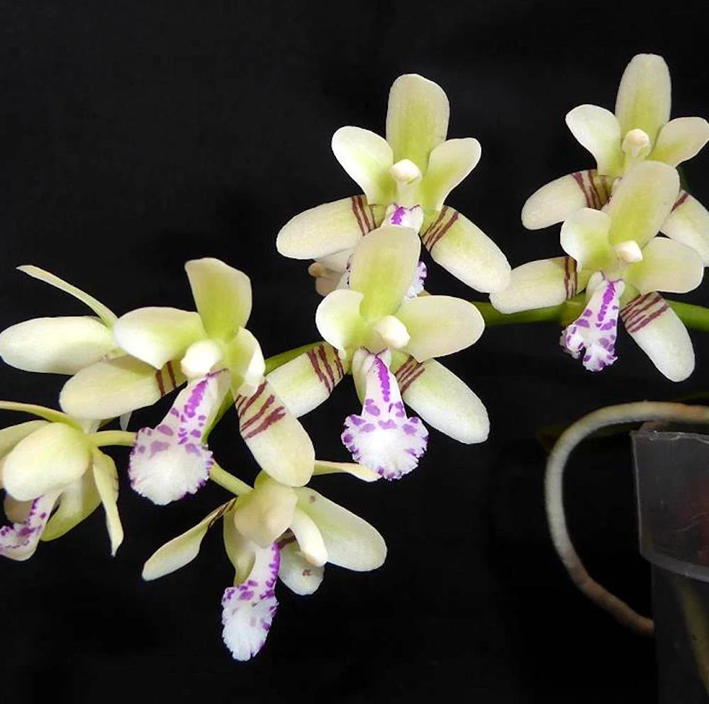 Sedirea Japonica (Phalaenopsis Japonica) – parfumata