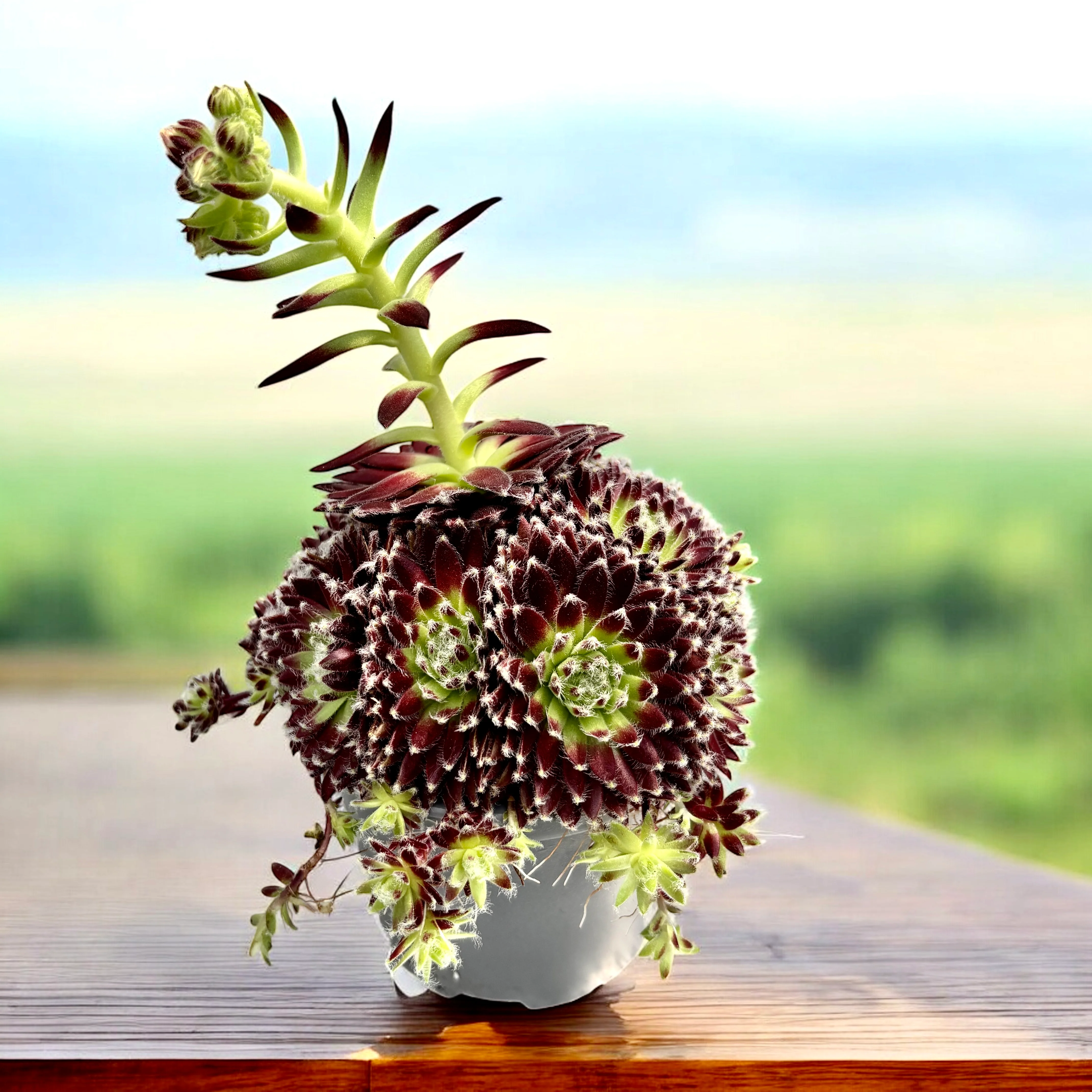 Sempervivum 'Viena’ (Planta Urechelnita)