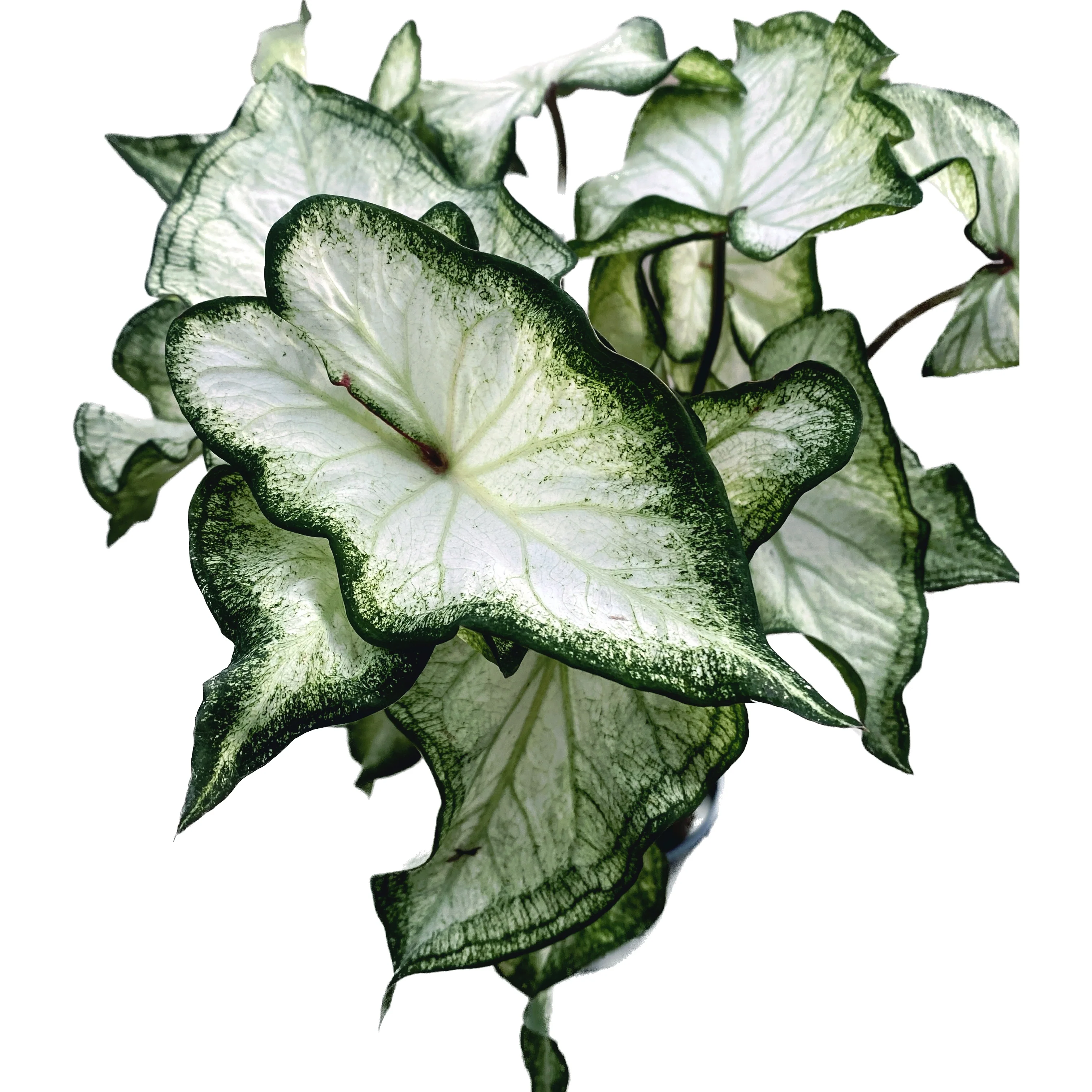 Caladium 'White Wing’