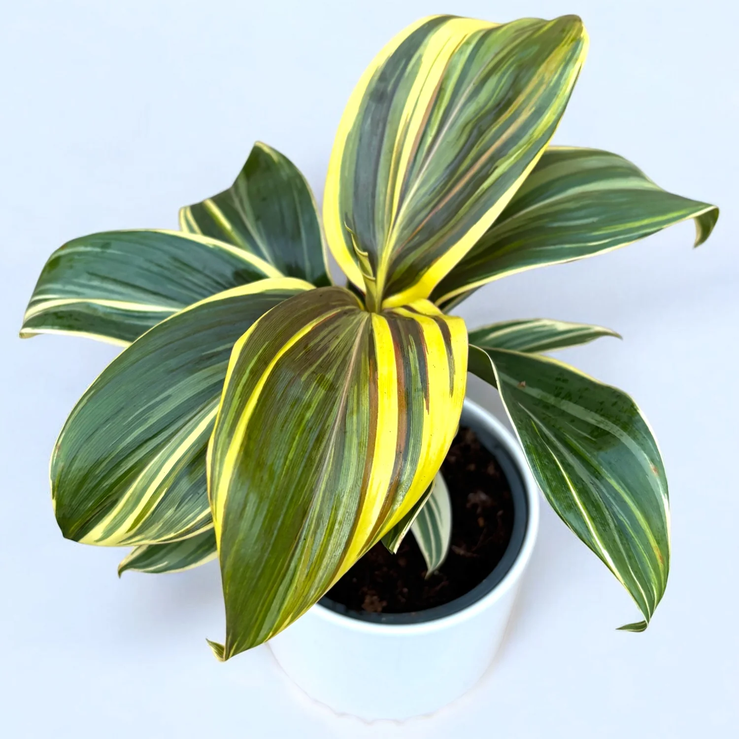 Cordyline ‘Chocolate Queen’ – planta tropicala cu frunzis inchis, in tonuri elegante de burgund si verde