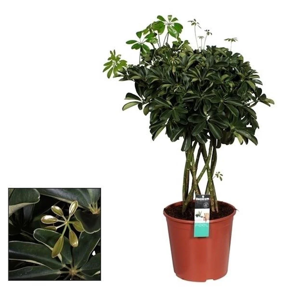 Schefflera arboricola impletita 'Compacta’ H90