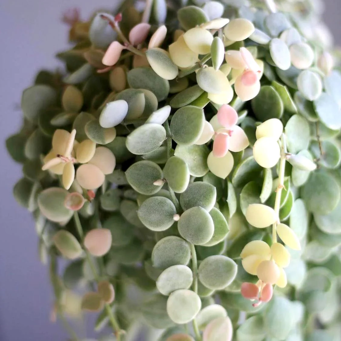 Dischidia nummularia 'Variegata’ – D7