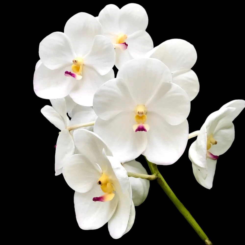 Vanda Muang Thong 'Mr. Sawat’