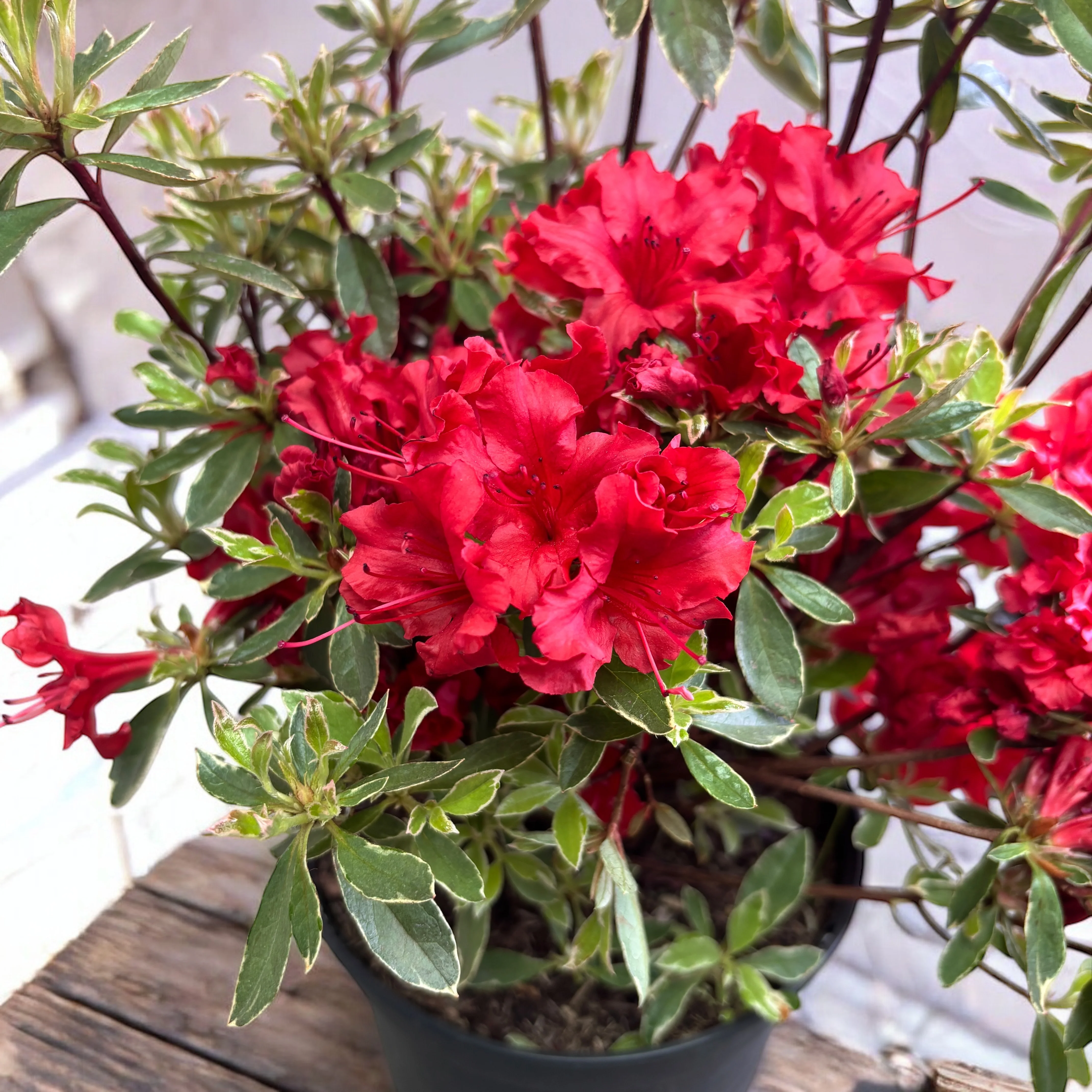 Azalea Japonica ‘Hotshot Variegata’ – de gradina
