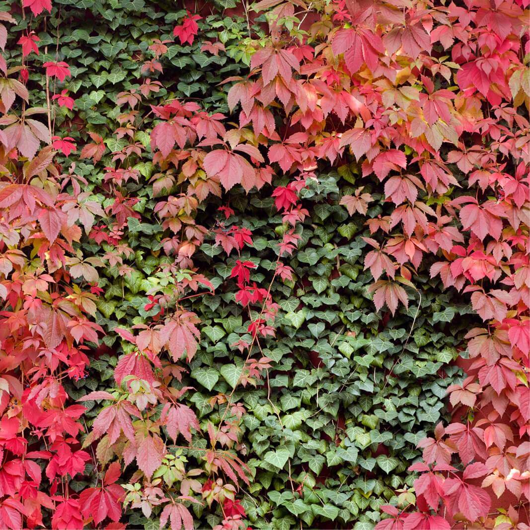 Parthenocissus quinquefolia var. engelmannii (Vita Canadiana)