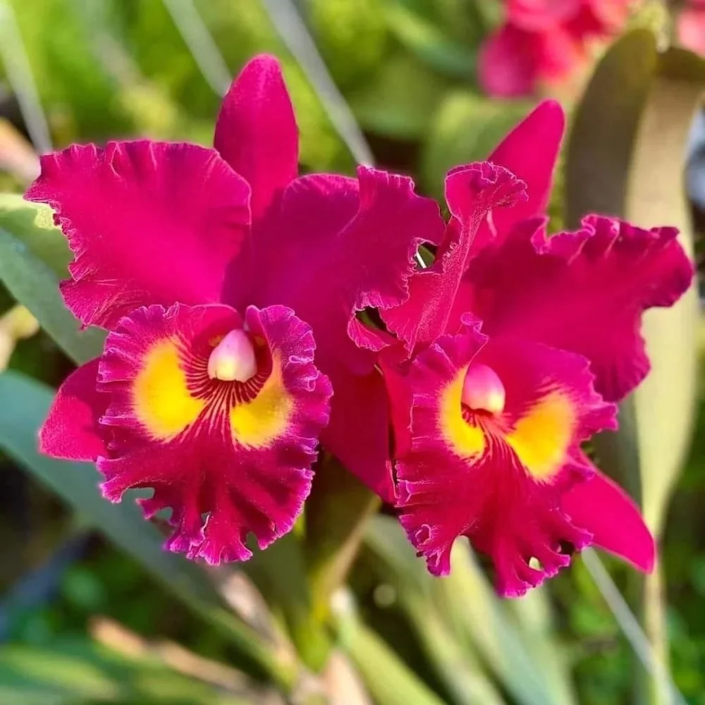 Rlc. Sanyung Ruby 'Dawang’ – parfumata