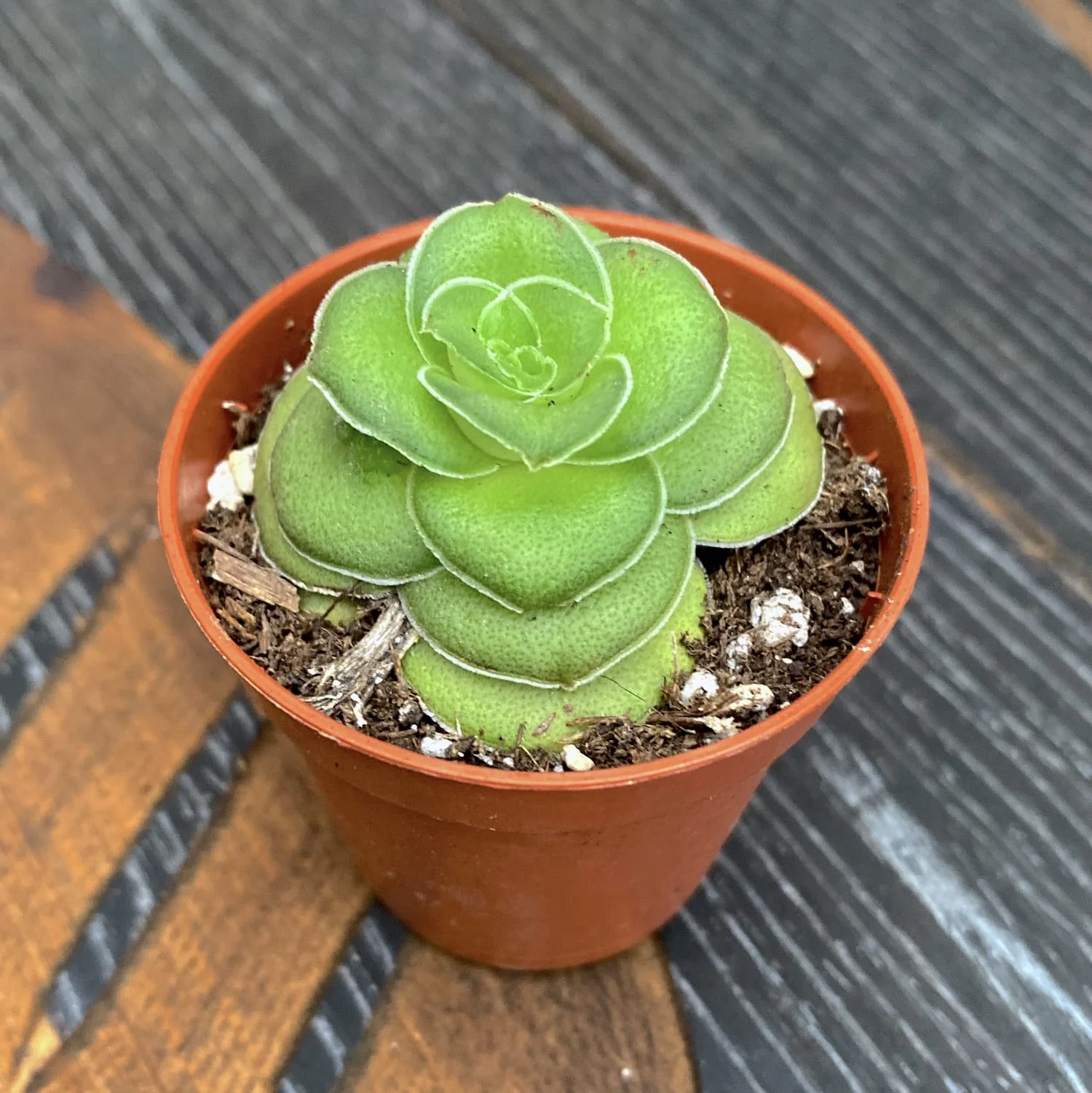 Crassula Hemisphaerica