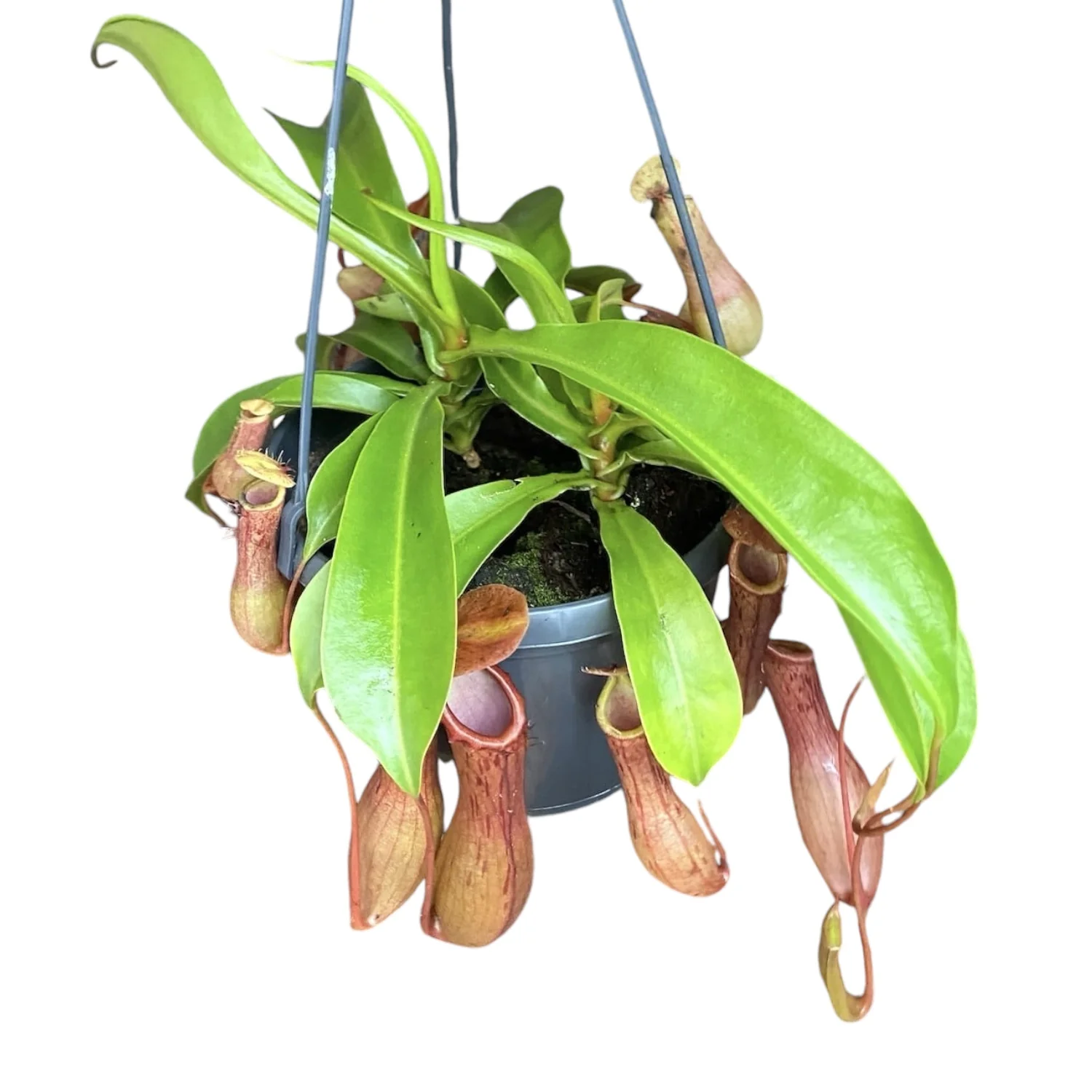 Nepenthes Alata – O planta carnivora spectaculoasa!