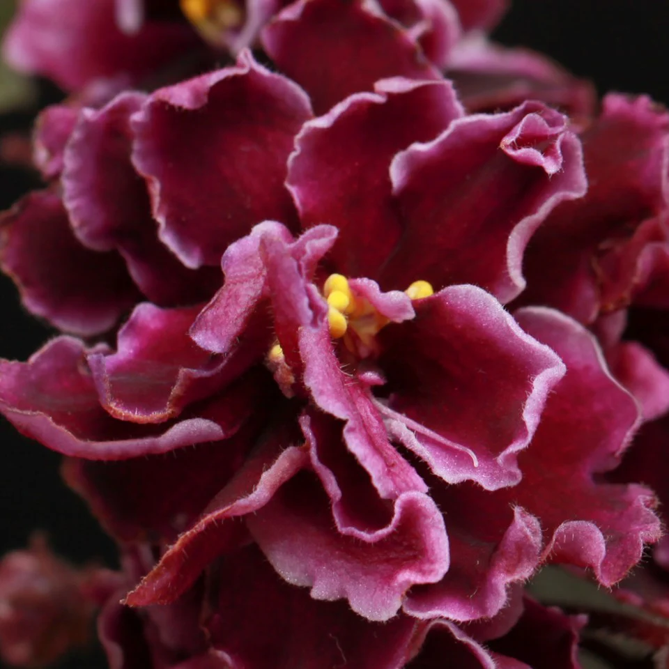 Violete crete – Saintpaulia Butterfly Red