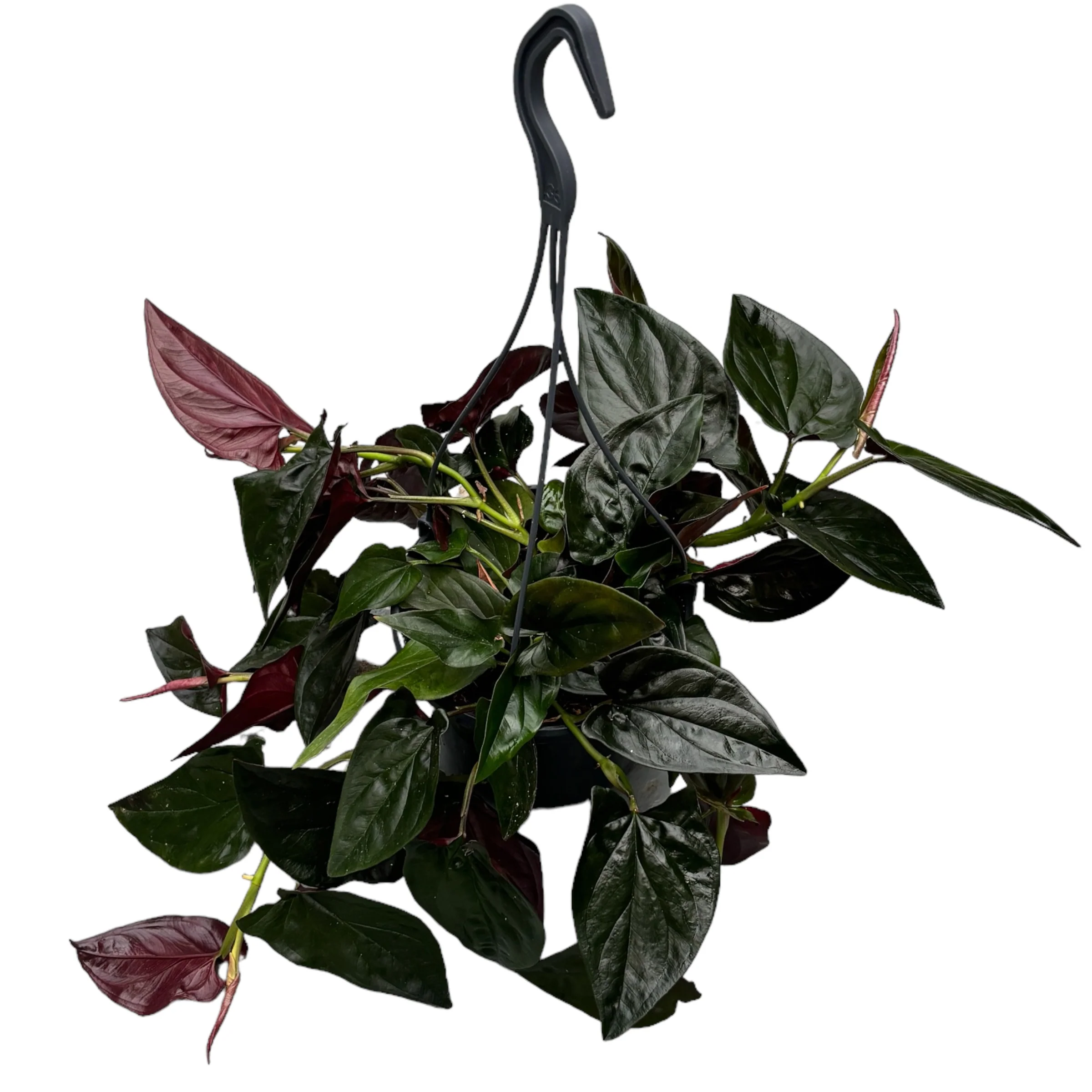 Syngonium erythrophyllum ‘Llano Carti Road’ D15