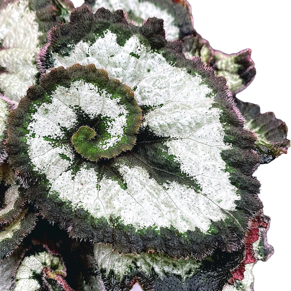 Begonia 'Princess of Hanover’
