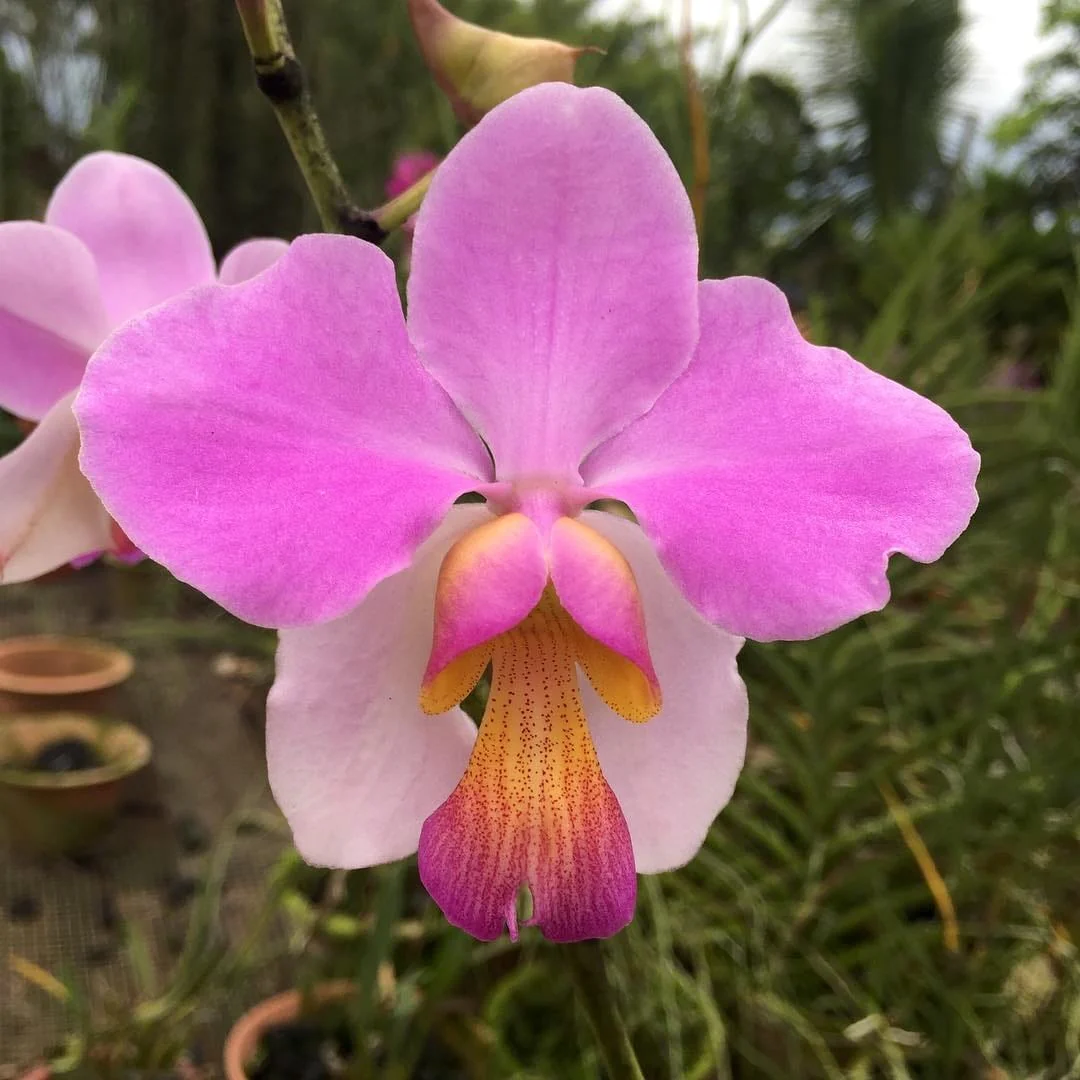 Papilionanthe teres (exemplare XL)