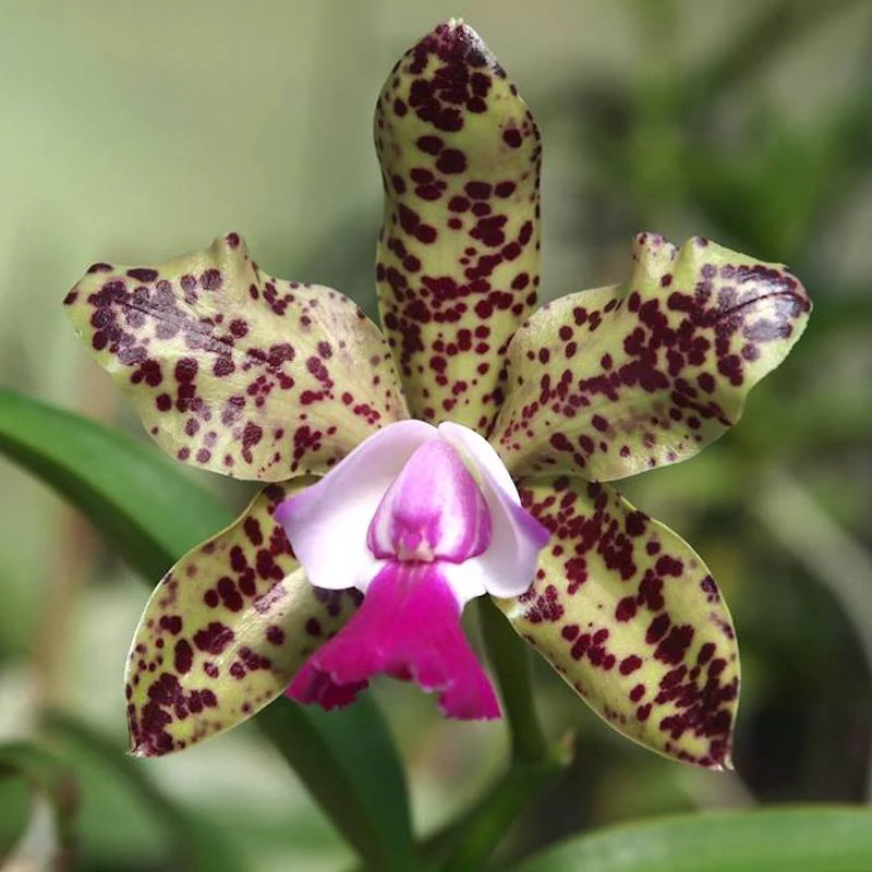 Rlc. Yuan Dung Python 'Passion Fruit’ *parfumata