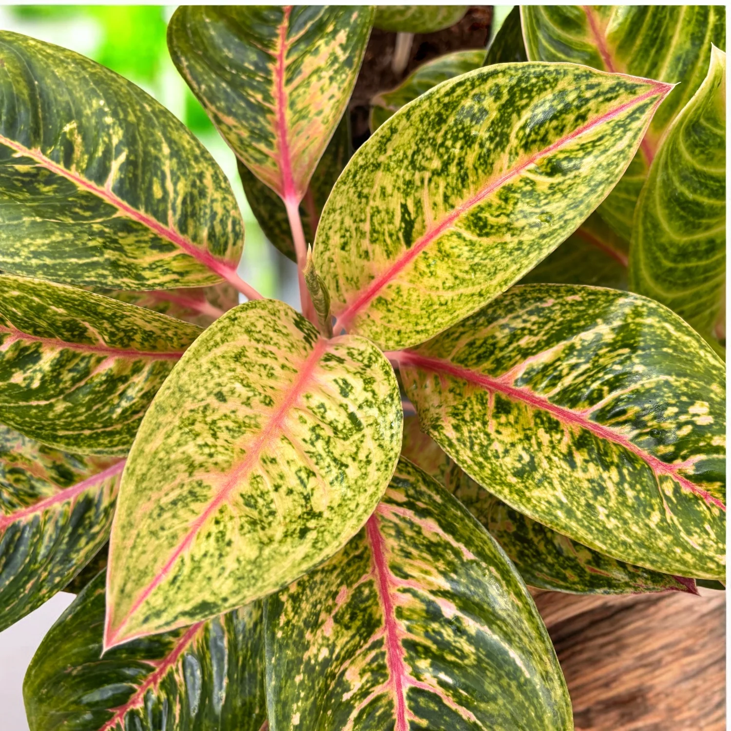Aglaonema 'Avocado Red’ – exemplare XL