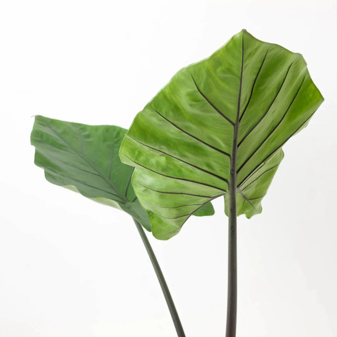 Alocasia 'Black Cobra’