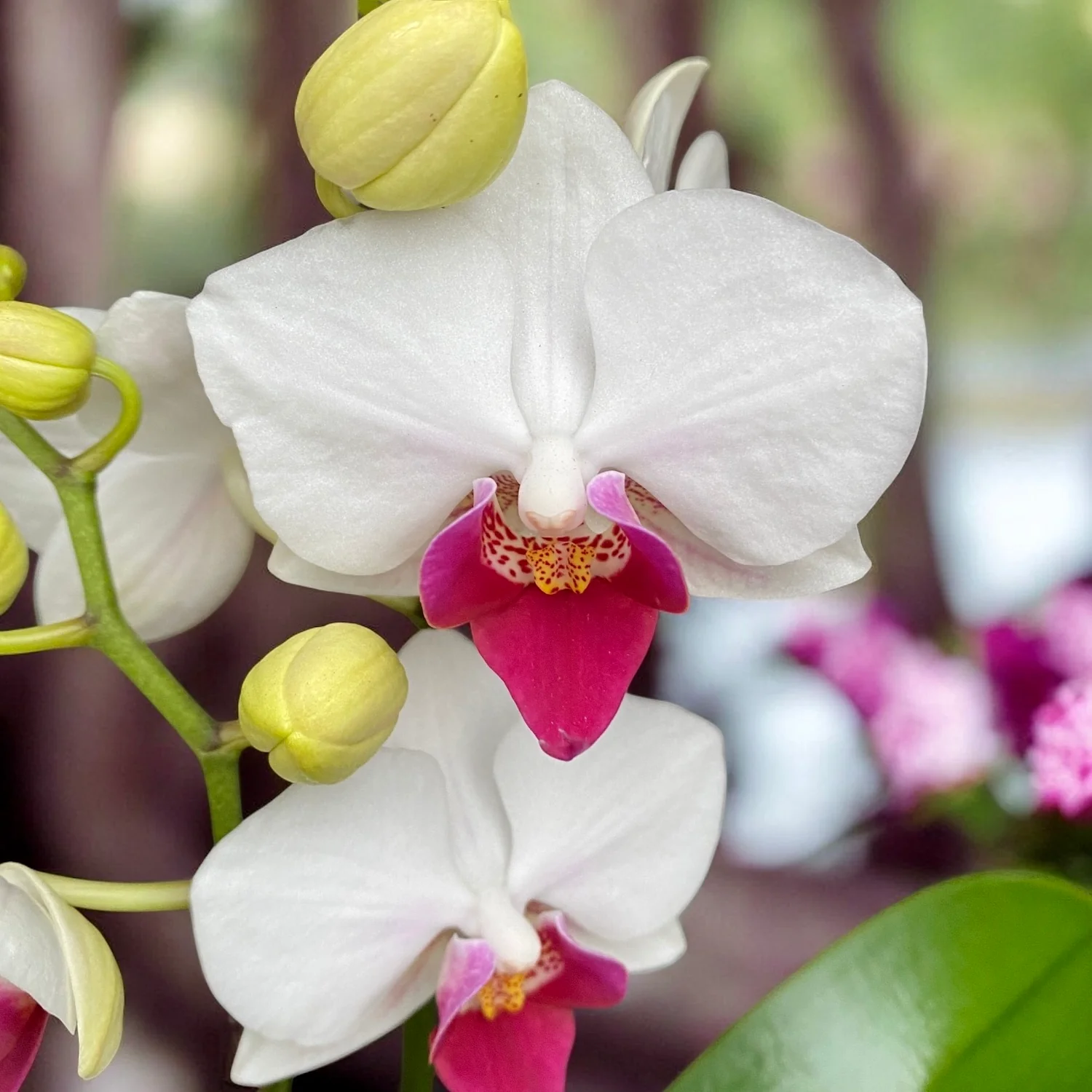 Phalaenopsis Topolino
