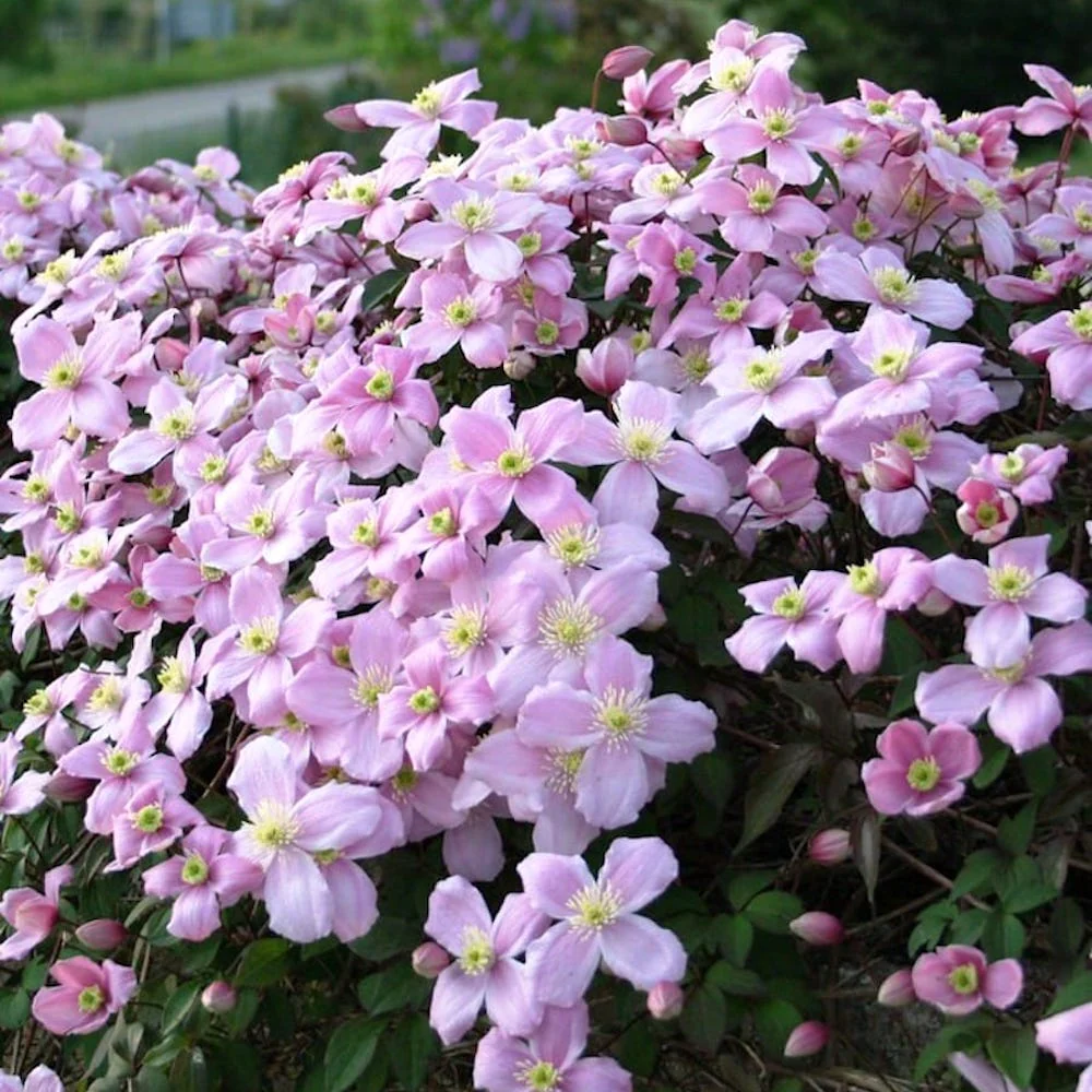 Clematite – Clematis montana 'Tetrarose’ (flori parfumate)