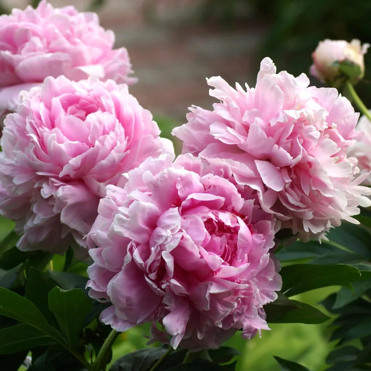 Bujori de gradina parfumati – Paeonia lactiflora 'Pink’