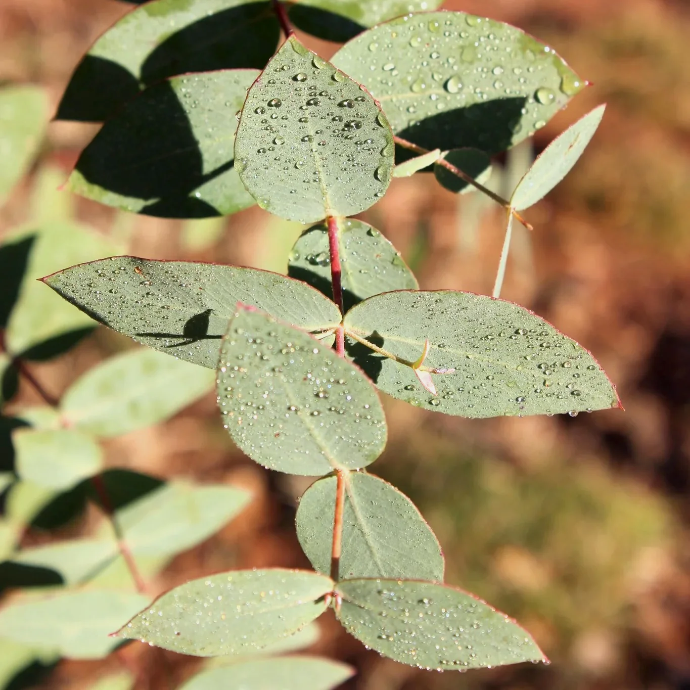 Eucalipt – Eucalyptus rubida (Cab Sav)